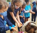 Educação Infantil faz roteiro na Quinta da Estância em dia incrível de novas descobertas