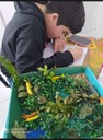 Estudantes realizam pesquisas e produzem trabalhos sobre  os biomas brasileiros