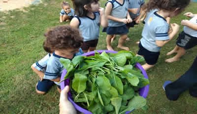 Alunos da Educação Infantil colhem hortaliças do cantinho verde