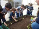 Atividade da Educação Infantil ensina a importância do cultivo de hortaliças