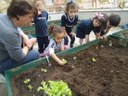 Turmas da Educação Infantil plantam e acompanham desenvolvimento de vegetais